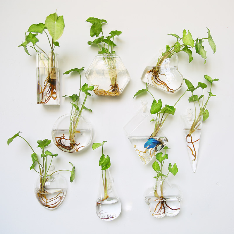Self Watering Planter - Terrario de vidrio para colgar en