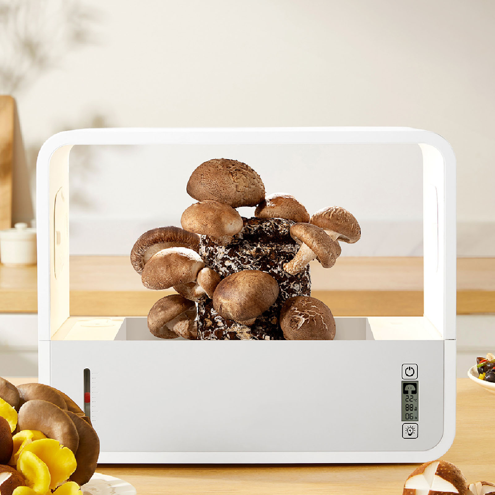 Kit de Cultivo de Hongos, Caja - Grow Light Led reseña y precio