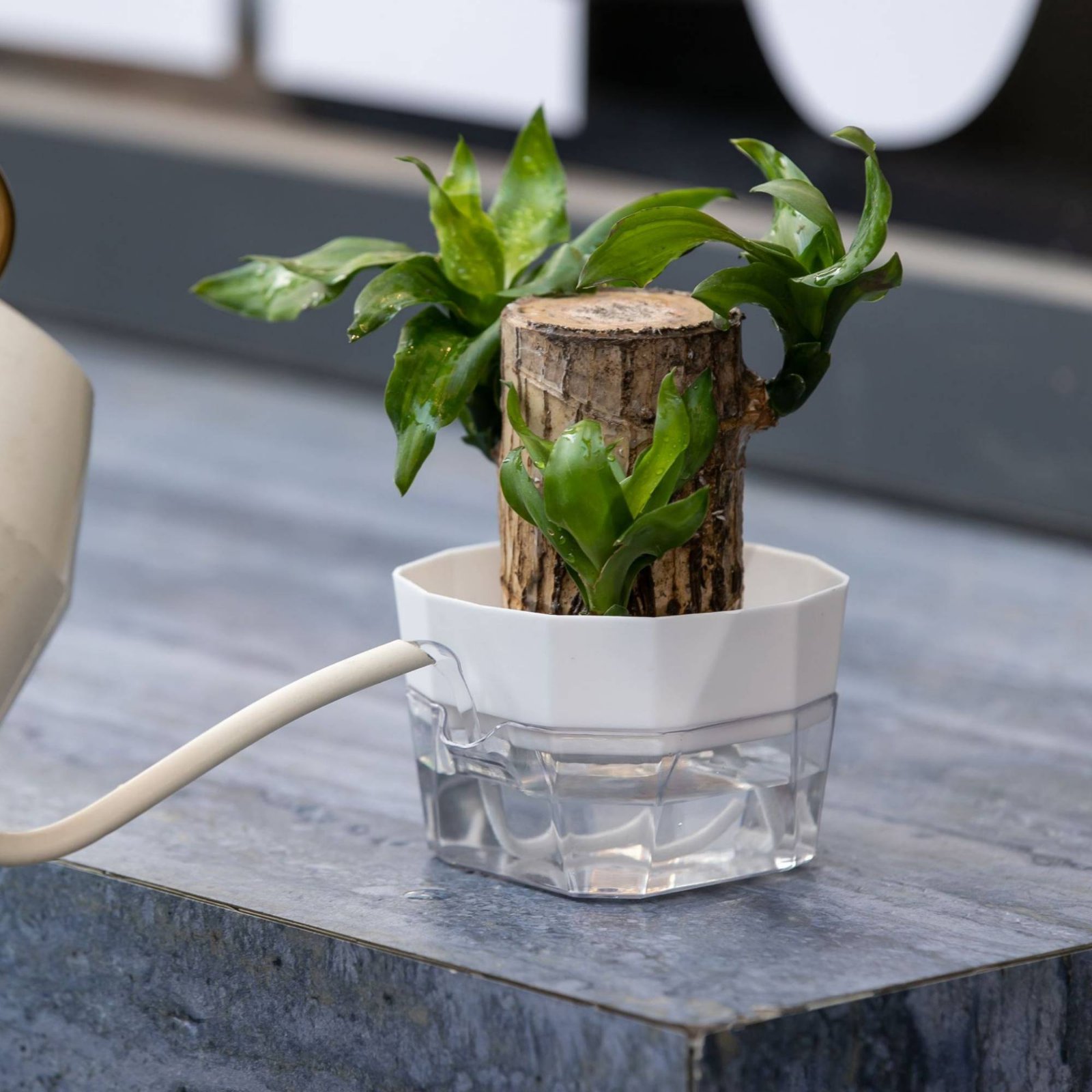 Maceta Hidropónica de 2 Nivele - Automatic Watering reseña y precio