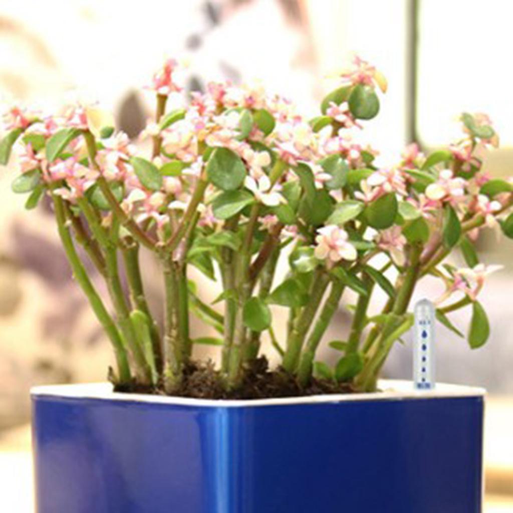 Medidor de Nivel de Agua para  - Plant Monitor reseña y precio